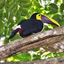 A toucan on a branch