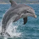 Illustrative photo: a bottlenose dolphin leaping from the sea