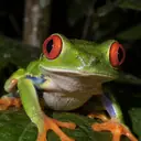 Illustrative photo: a red-eyed tree frog on a leaf at night