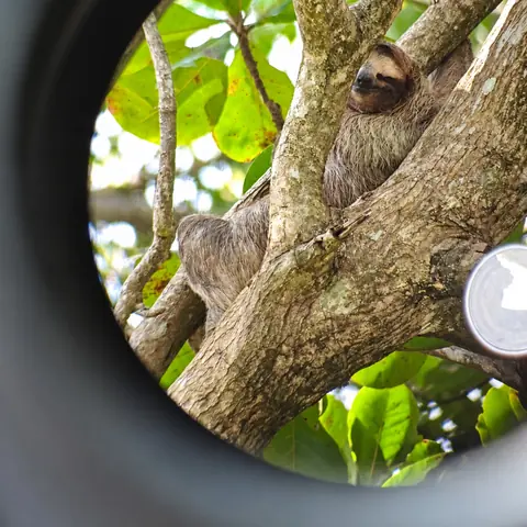 A sloth in a tree, seen through the guide’s spotting scope
