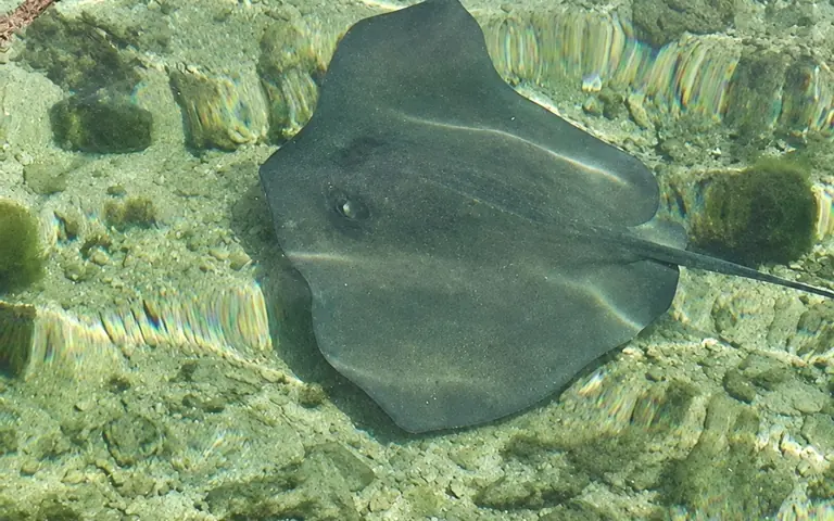 A stingray gliding over the sandy bottom in clear, shallow water